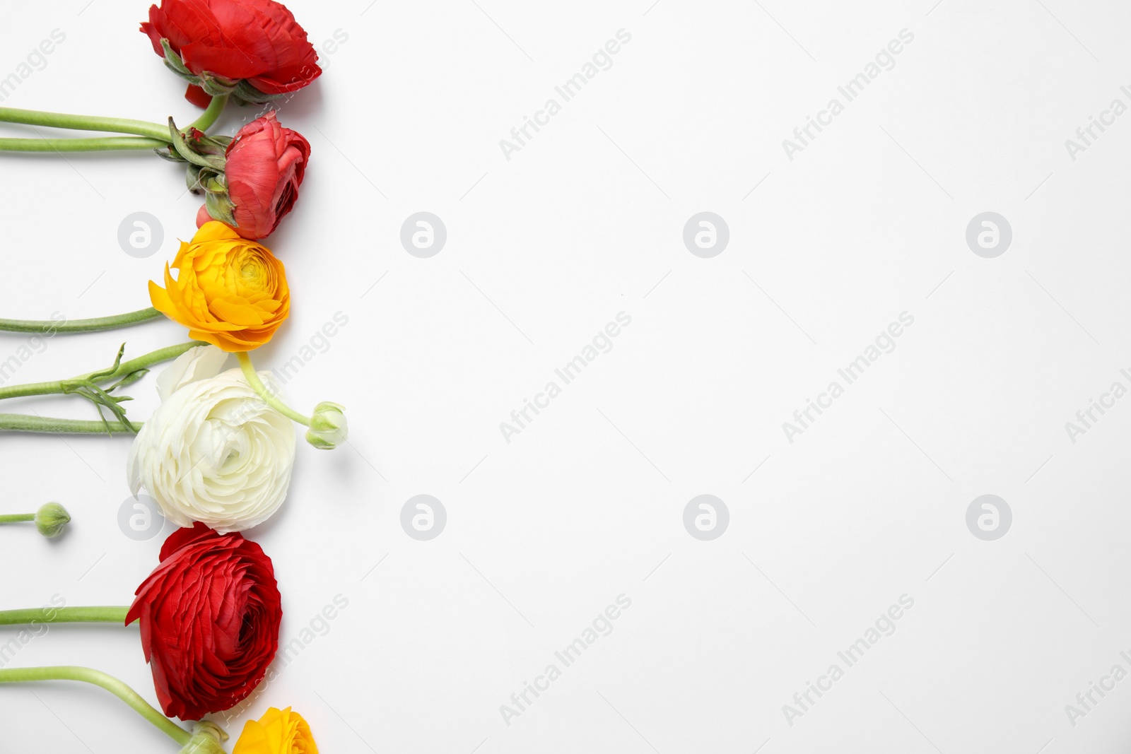 Photo of Beautiful ranunculus flowers on white background, top view