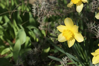 Photo of Beautiful yellow daffodils growing outdoors on spring day