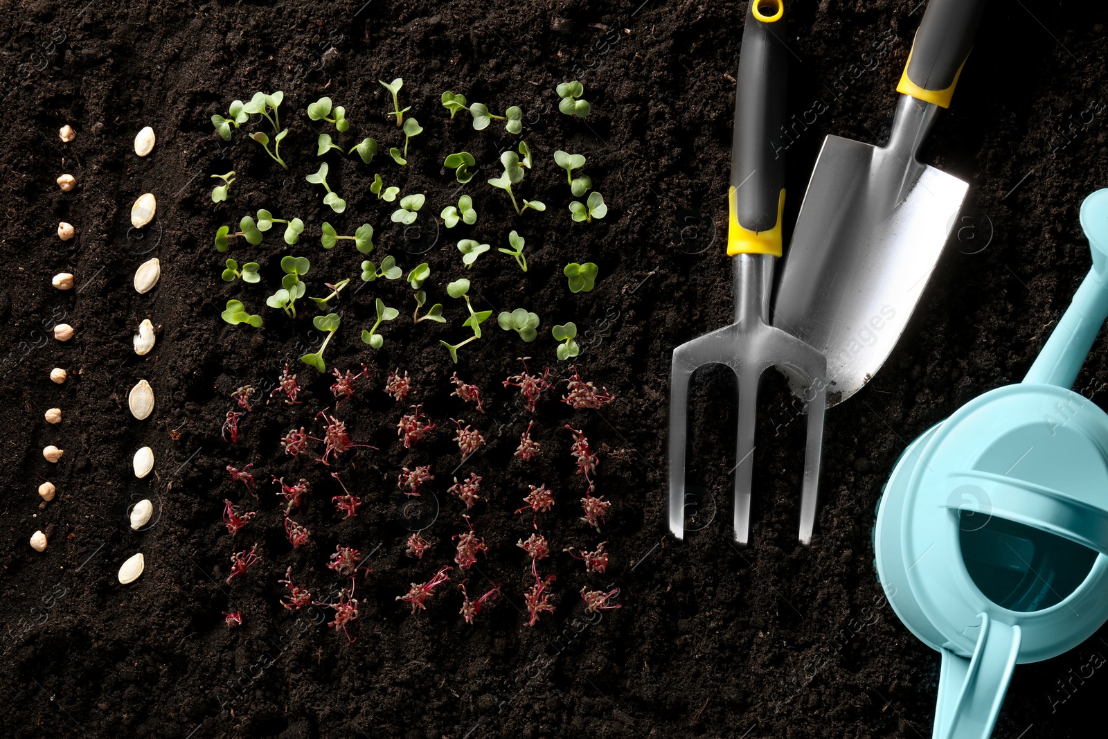 Photo of Vegetables seeds and gardening tools on fertile soil, top view