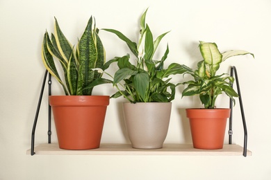 Different home plants on shelf near light wall