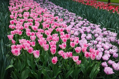 Many beautiful tulip flowers growing outdoors. Spring season