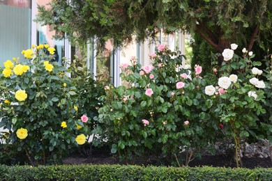 Photo of Bushes with colorful beautiful roses outdoors on summer day