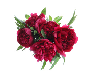 Photo of Bouquet of beautiful red peonies isolated on white