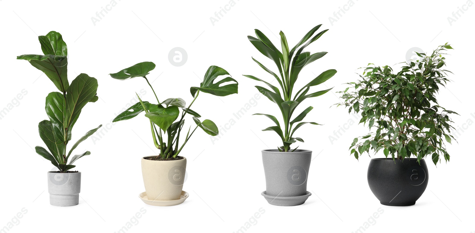 Image of Collage with different potted plants on white background. House decor