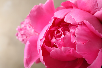 Photo of Beautiful pink peony on grey background, closeup