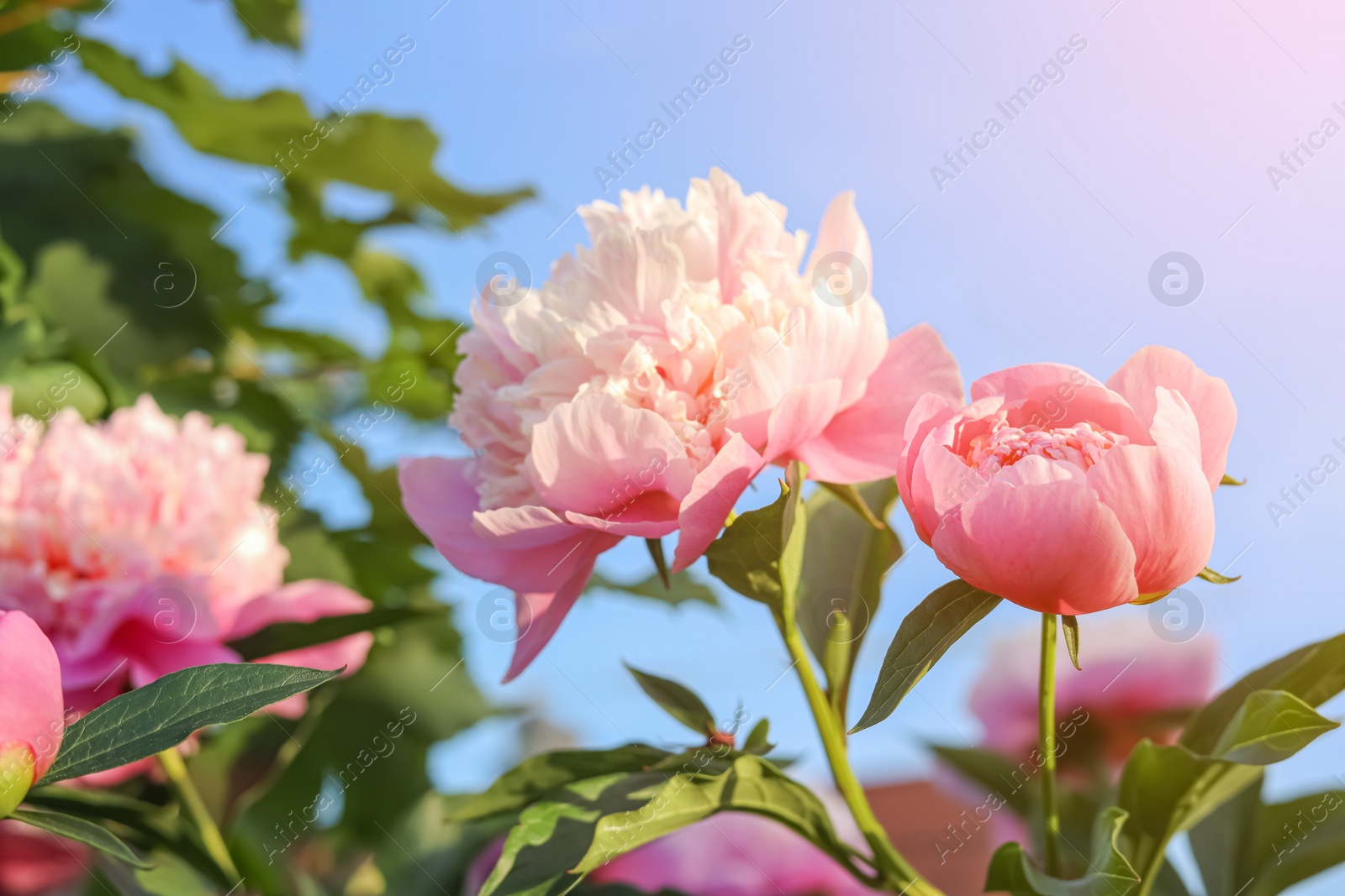 Photo of Beautiful peony flowers against blue sky, closeup