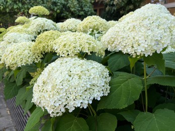 Photo of Beautiful hydrangea with blooming white flowers growing outdoors