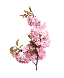 Beautiful sakura tree branch with pink flowers isolated on white