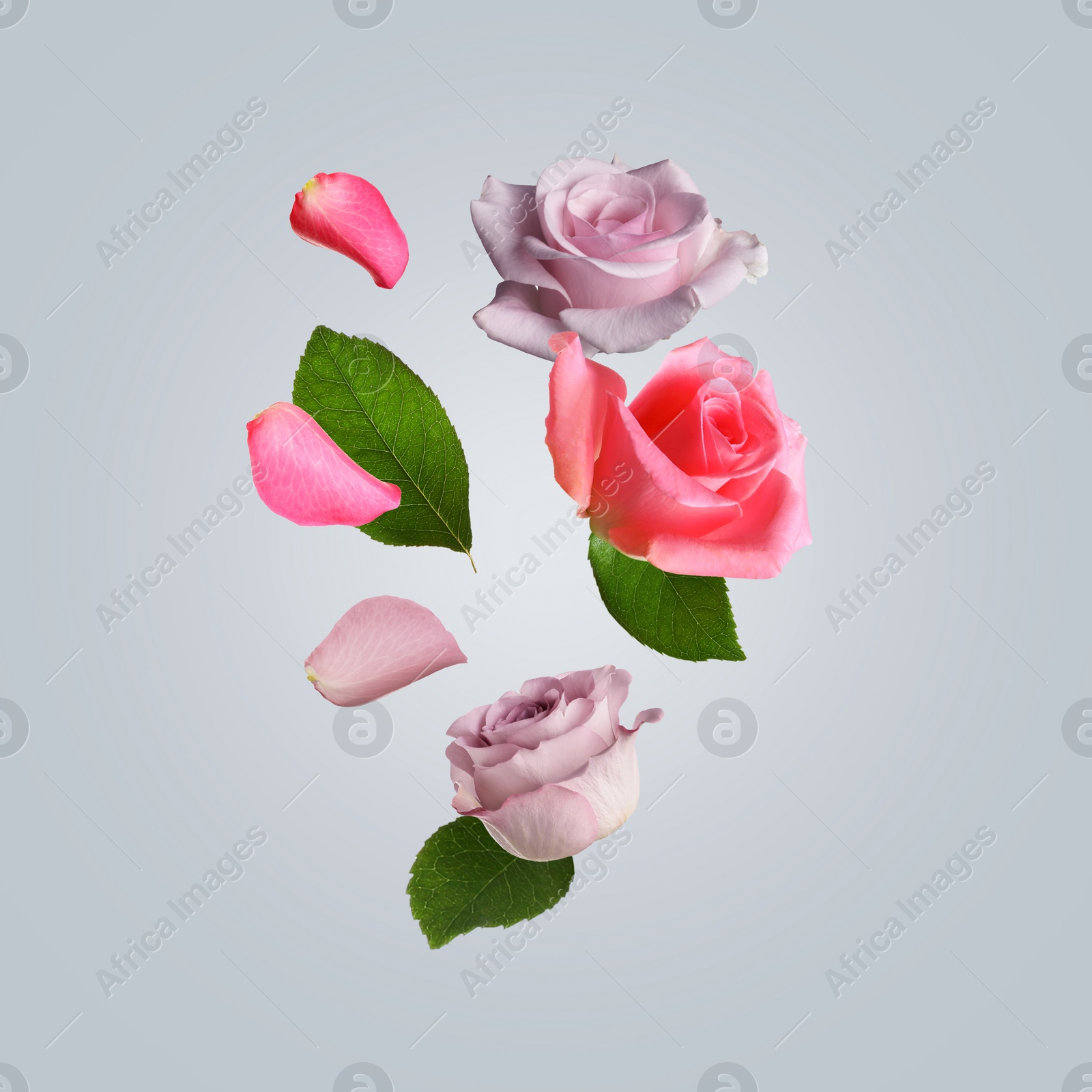 Image of Beautiful tender roses flying on light background