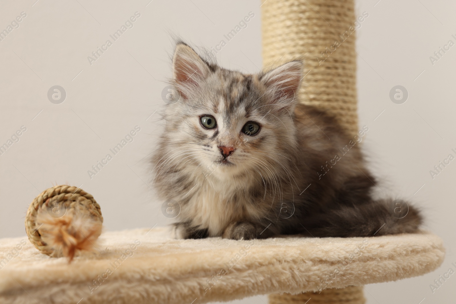 Photo of Cute fluffy kitten with toy on cat tree against light background