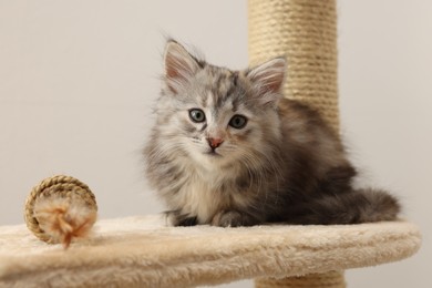 Cute fluffy kitten with toy on cat tree against light background