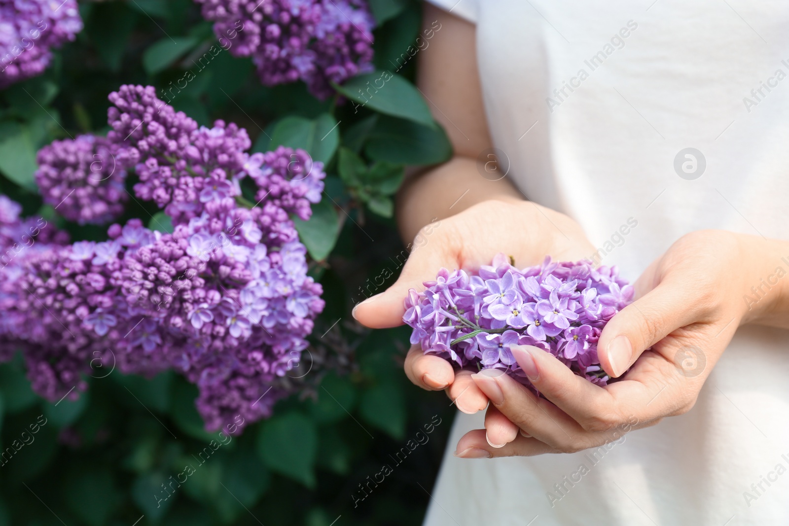 Photo of Young woman with blossoming lilac outdoors on spring day