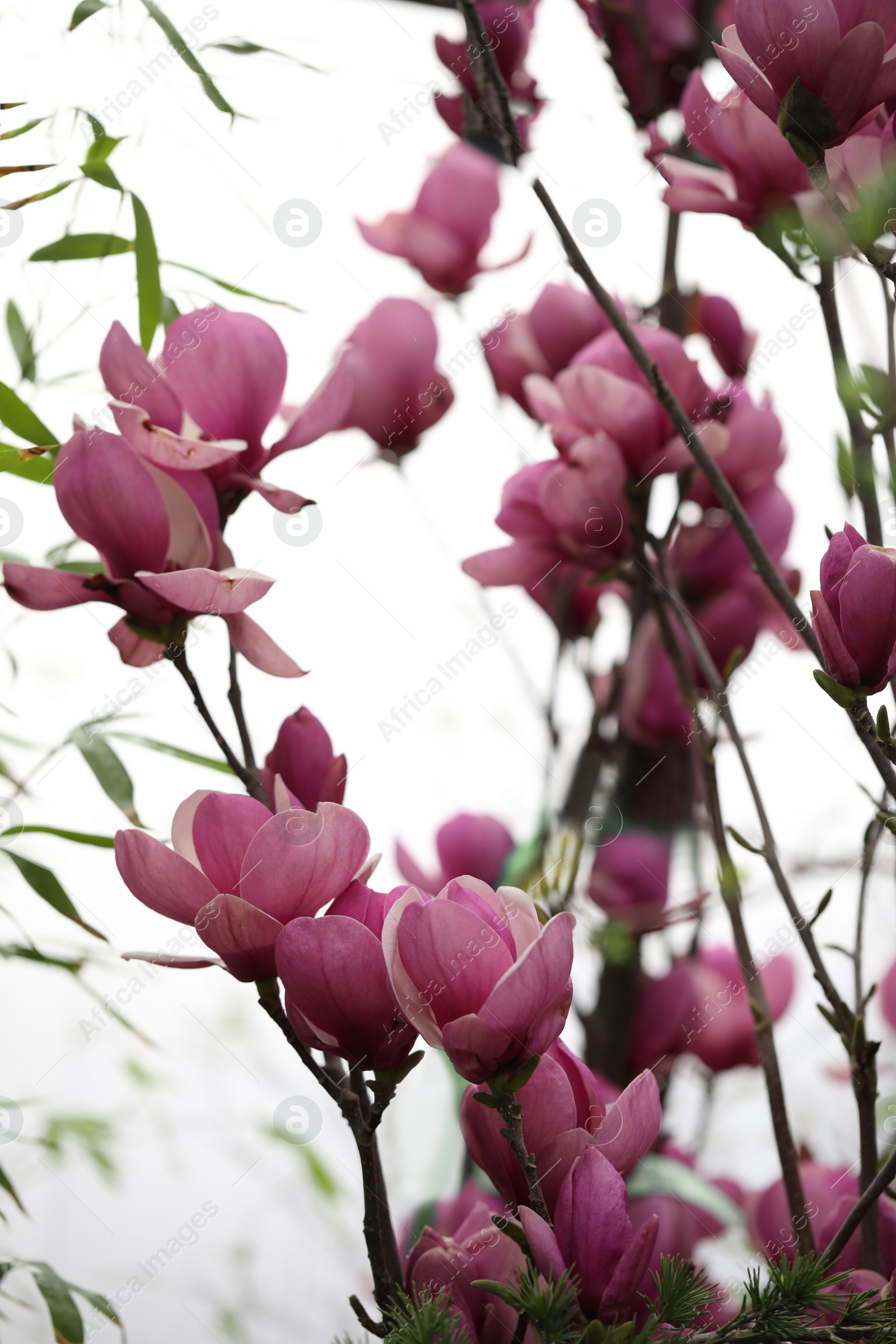 Photo of Closeup view of beautiful blooming magnolia tree outdoors