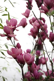 Photo of Closeup view of beautiful blooming magnolia tree outdoors