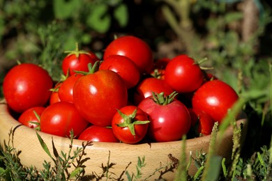 Photo of Wooden bowl of ripe tomatoes on green grass outdoors, closeup