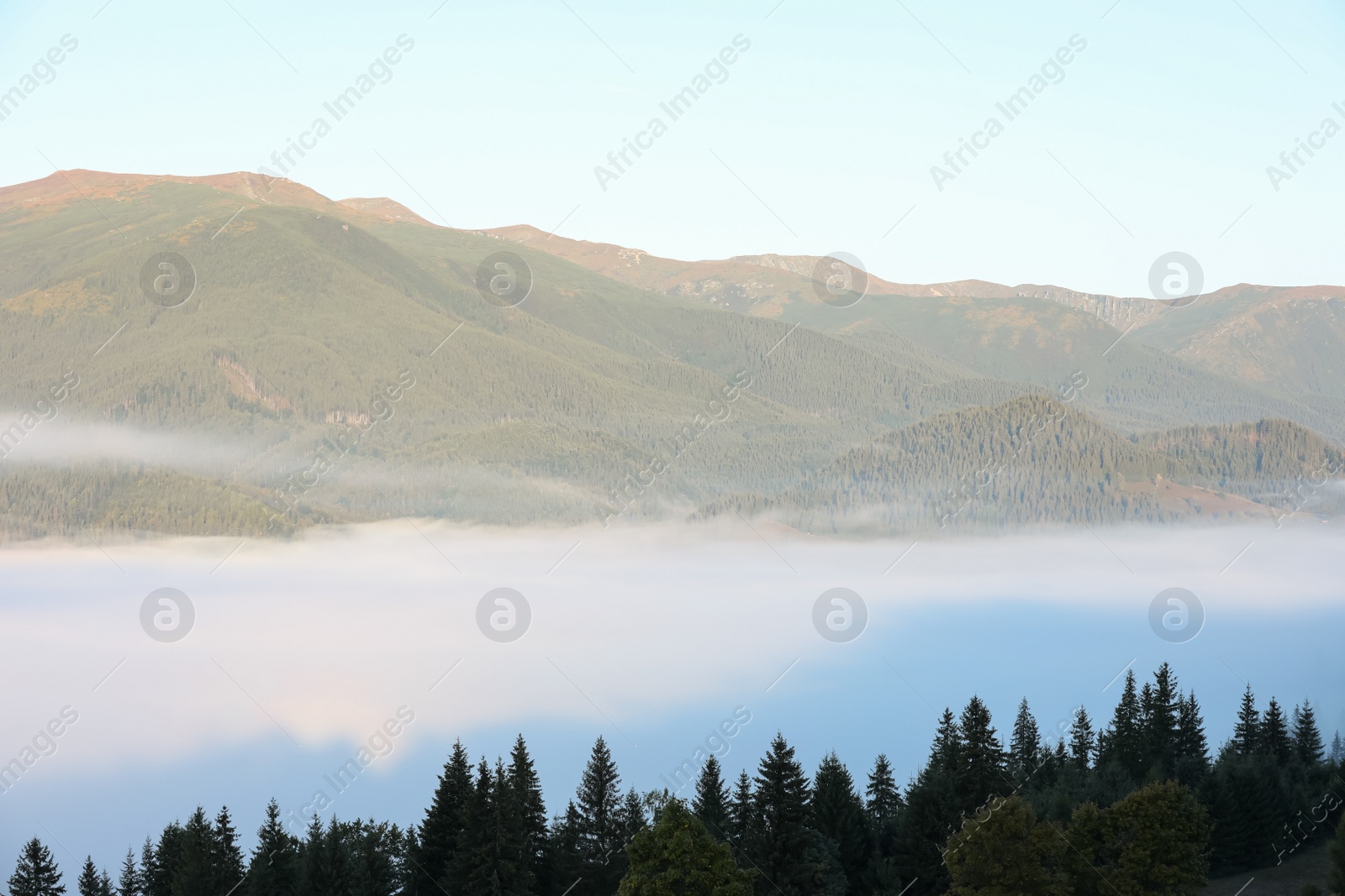 Photo of Beautiful mountain landscape with forest and thick mist. Drone photography