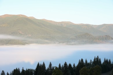 Beautiful mountain landscape with forest and thick mist. Drone photography