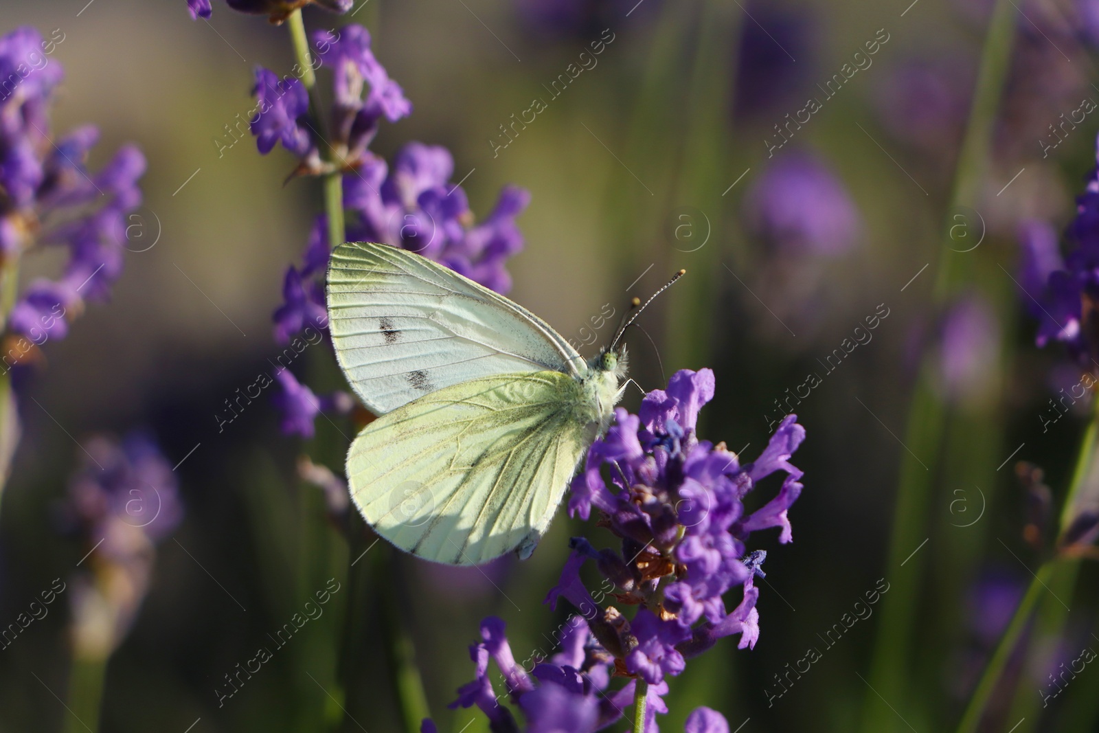 Photo of Beautiful butterfly in lavender field on sunny day, closeup