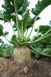 White beet plants with green leaves growing in field, closeup