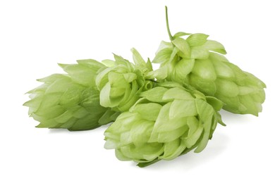 Fresh ripe green hops on white background