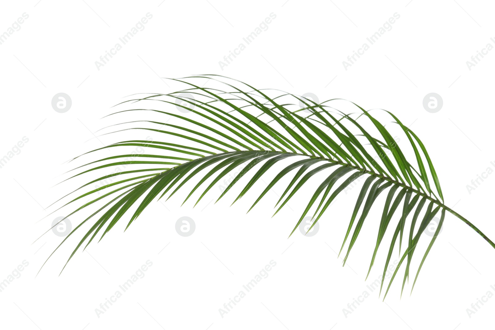 Photo of Beautiful lush tropical leaf isolated on white