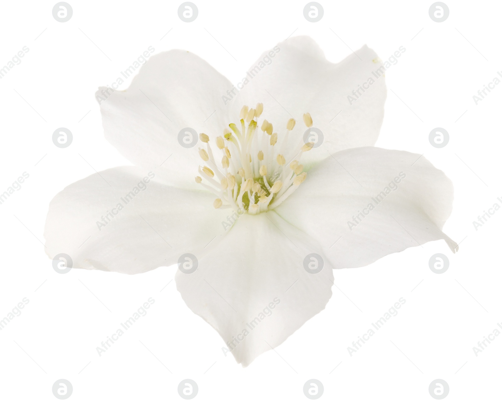 Photo of Beautiful delicate jasmine flower isolated on white