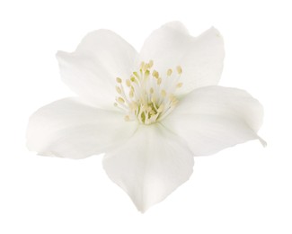 Beautiful delicate jasmine flower isolated on white