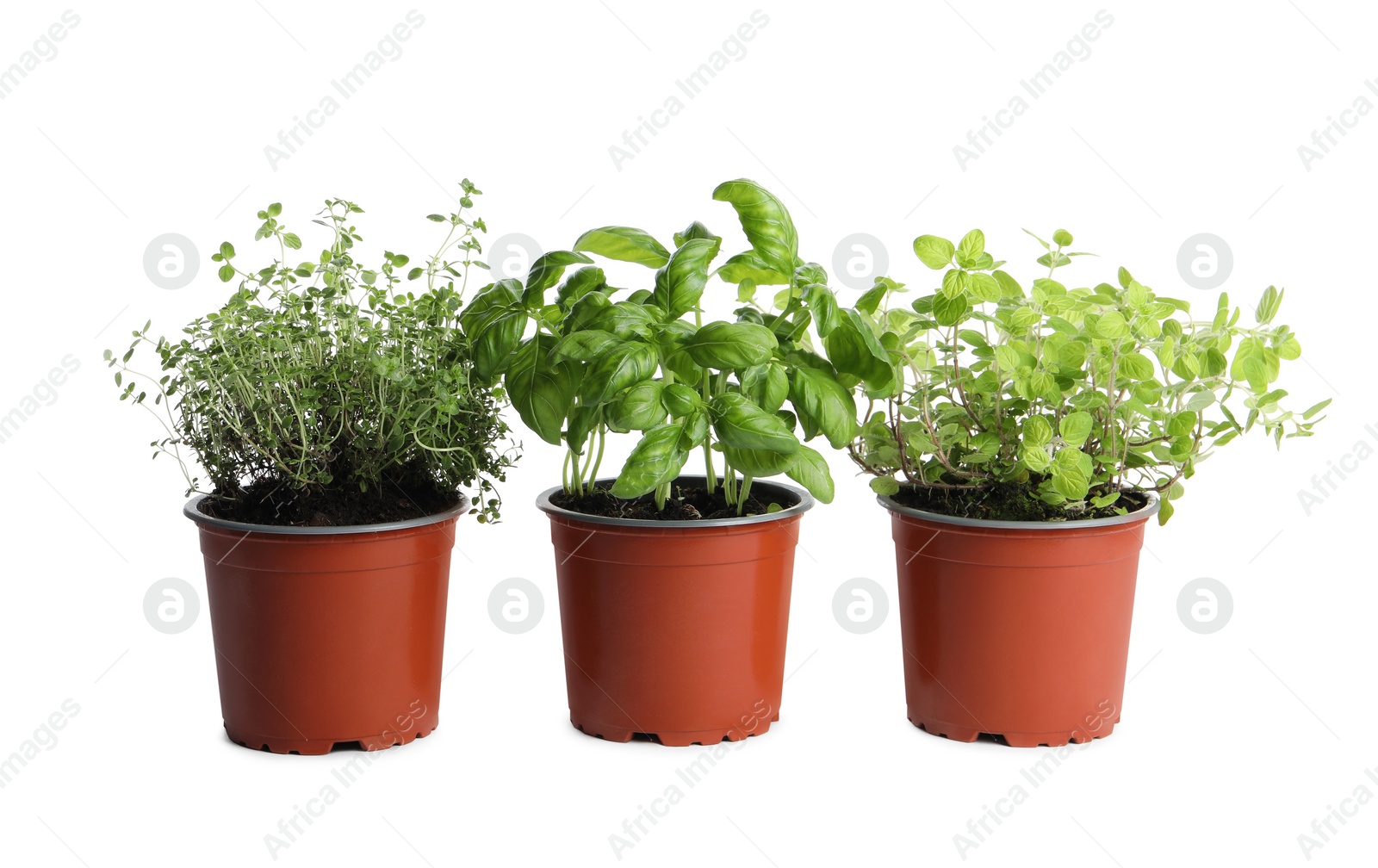 Photo of Different aromatic potted herbs on white background