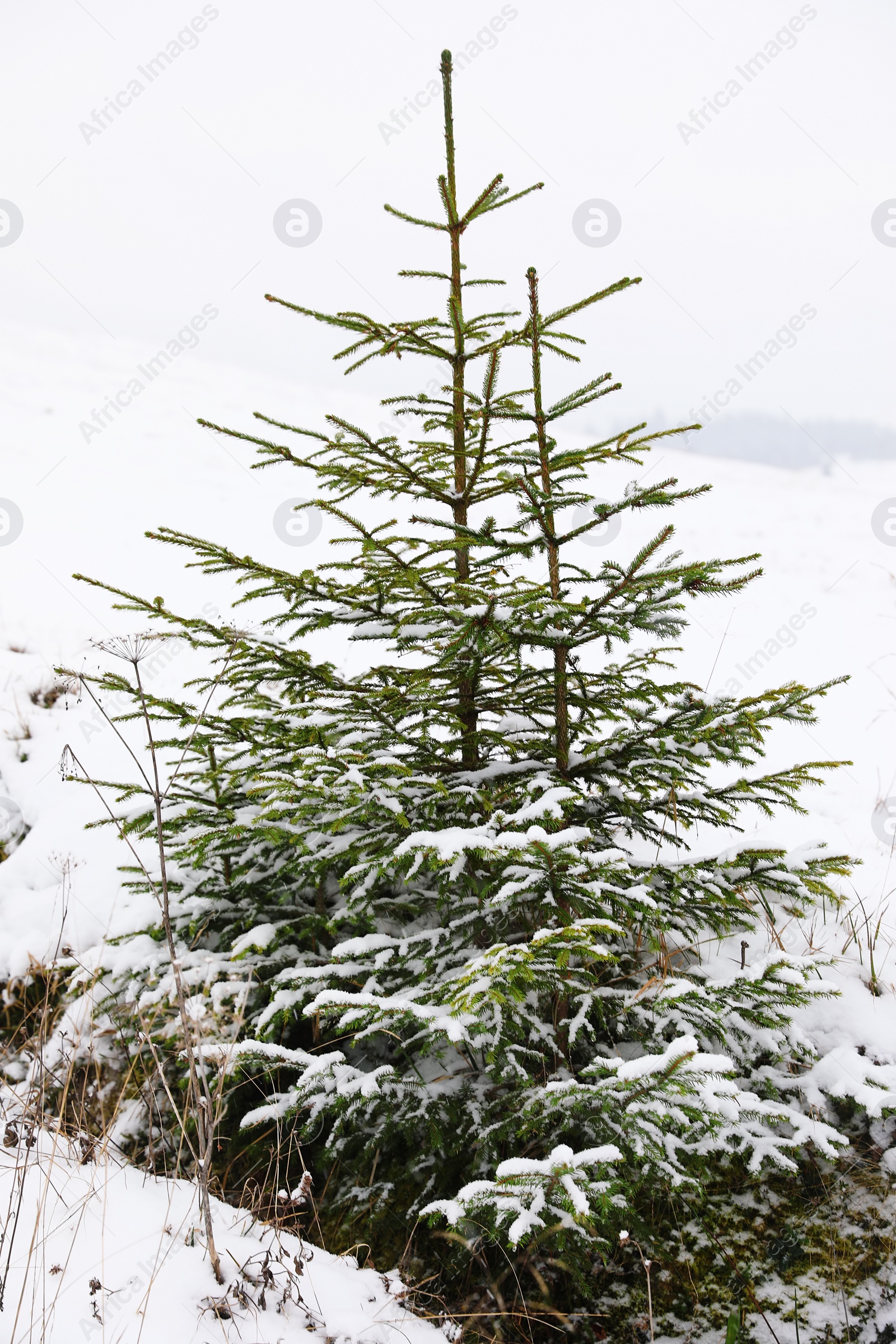 Photo of Beautiful view of fir trees covered with snow outdoors. Winter landscape