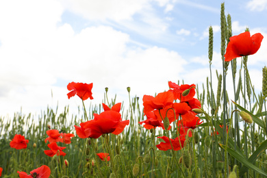 Photo of Beautiful red poppy flowers growing in field