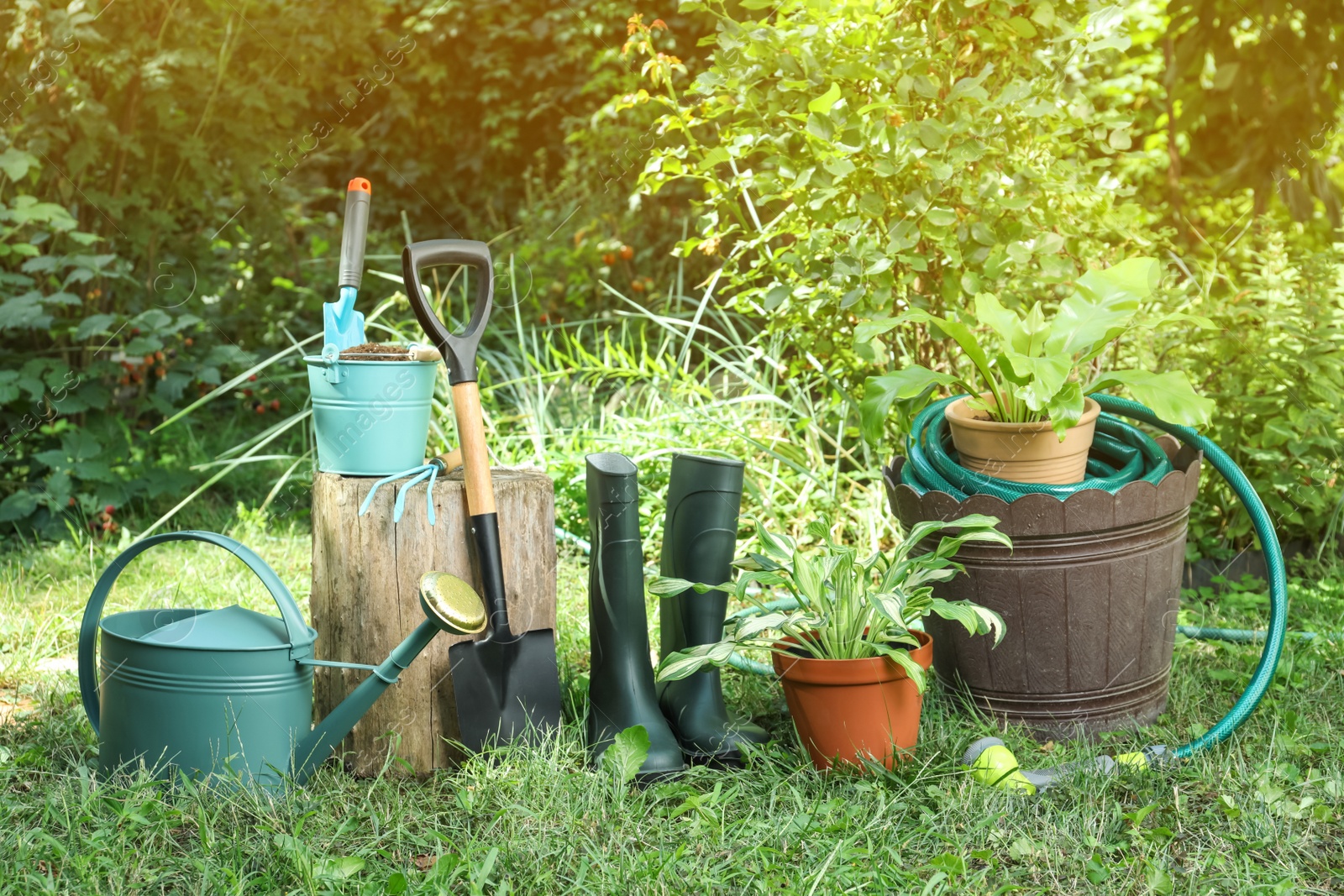 Photo of Beautiful plants and gardening tools on green grass at backyard