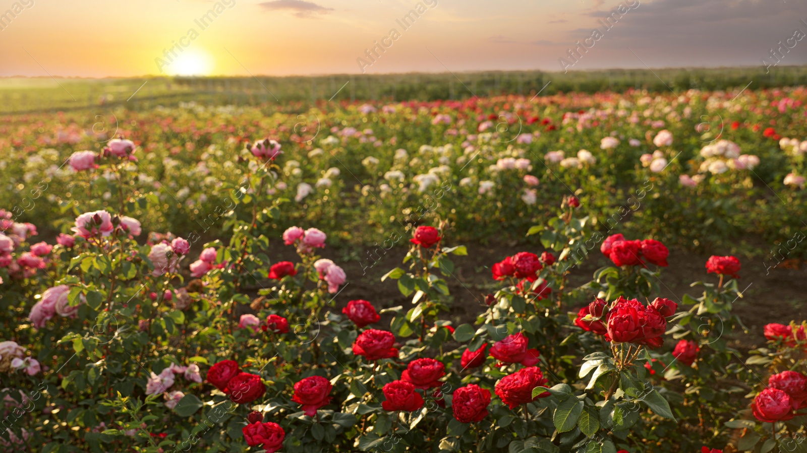 Photo of Bushes with beautiful roses outdoors on sunny day