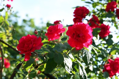 Photo of Beautiful blooming red rose bush outdoors on sunny day, closeup