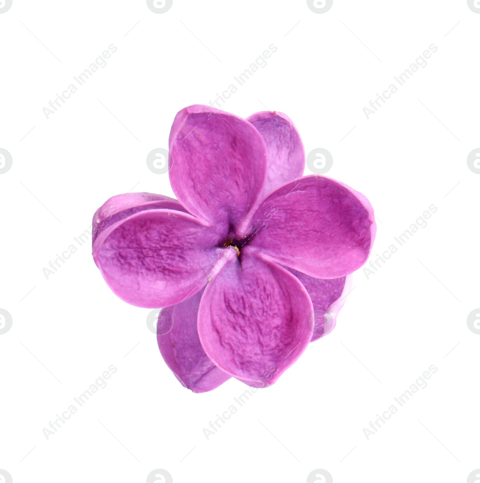 Photo of Beautiful fragrant lilac flower isolated on white