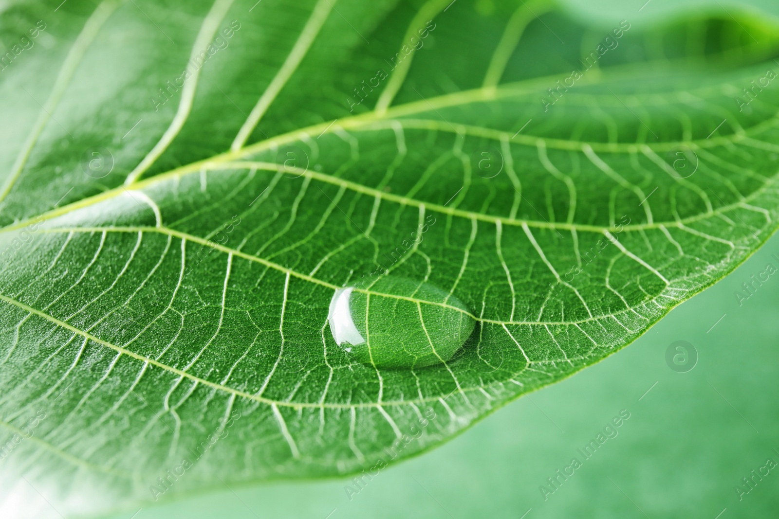 Photo of Beautiful green leaf with water drop, closeup