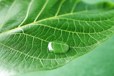 Photo of Beautiful green leaf with water drop, closeup