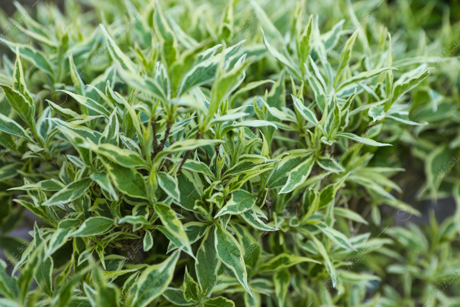 Photo of Beautiful Diervilla sessilifolia plant with green leaves, closeup. Gardening season