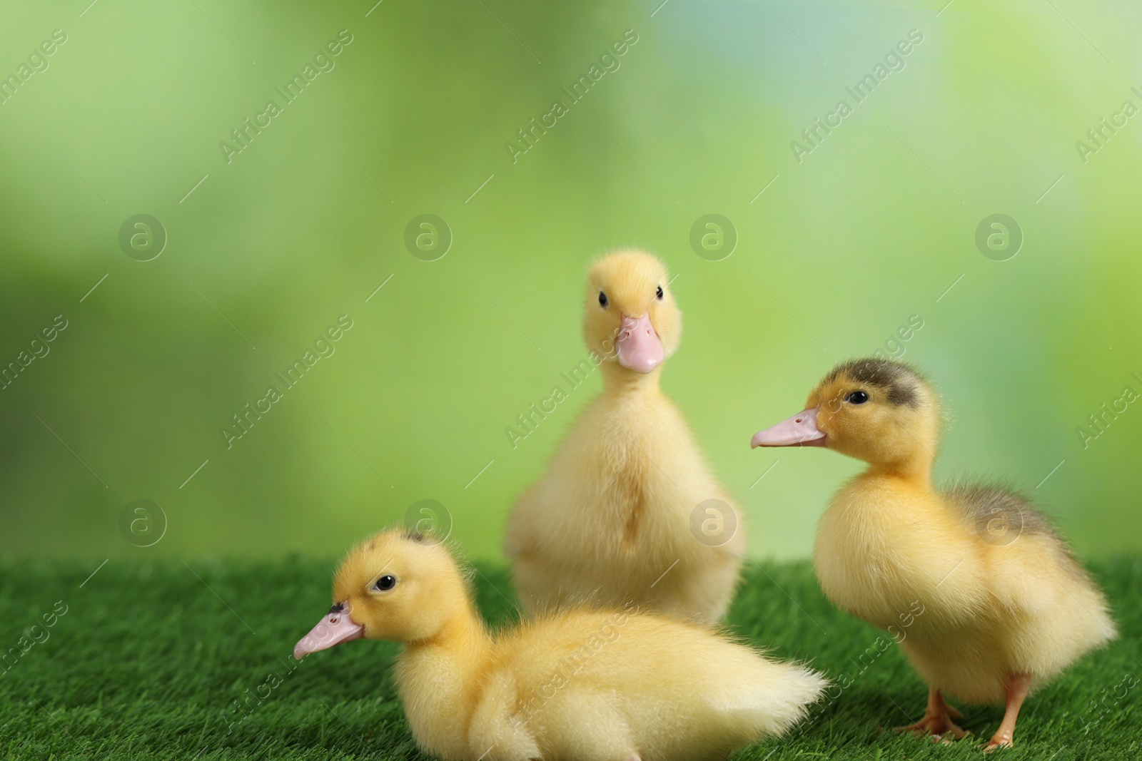 Photo of Cute fluffy ducklings on artificial grass against blurred background, closeup. Baby animals