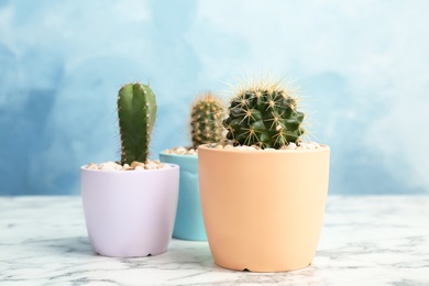 Photo of Beautiful cacti on table