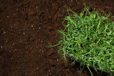 Fresh organic microgreen on soil in garden, top view. Space for text