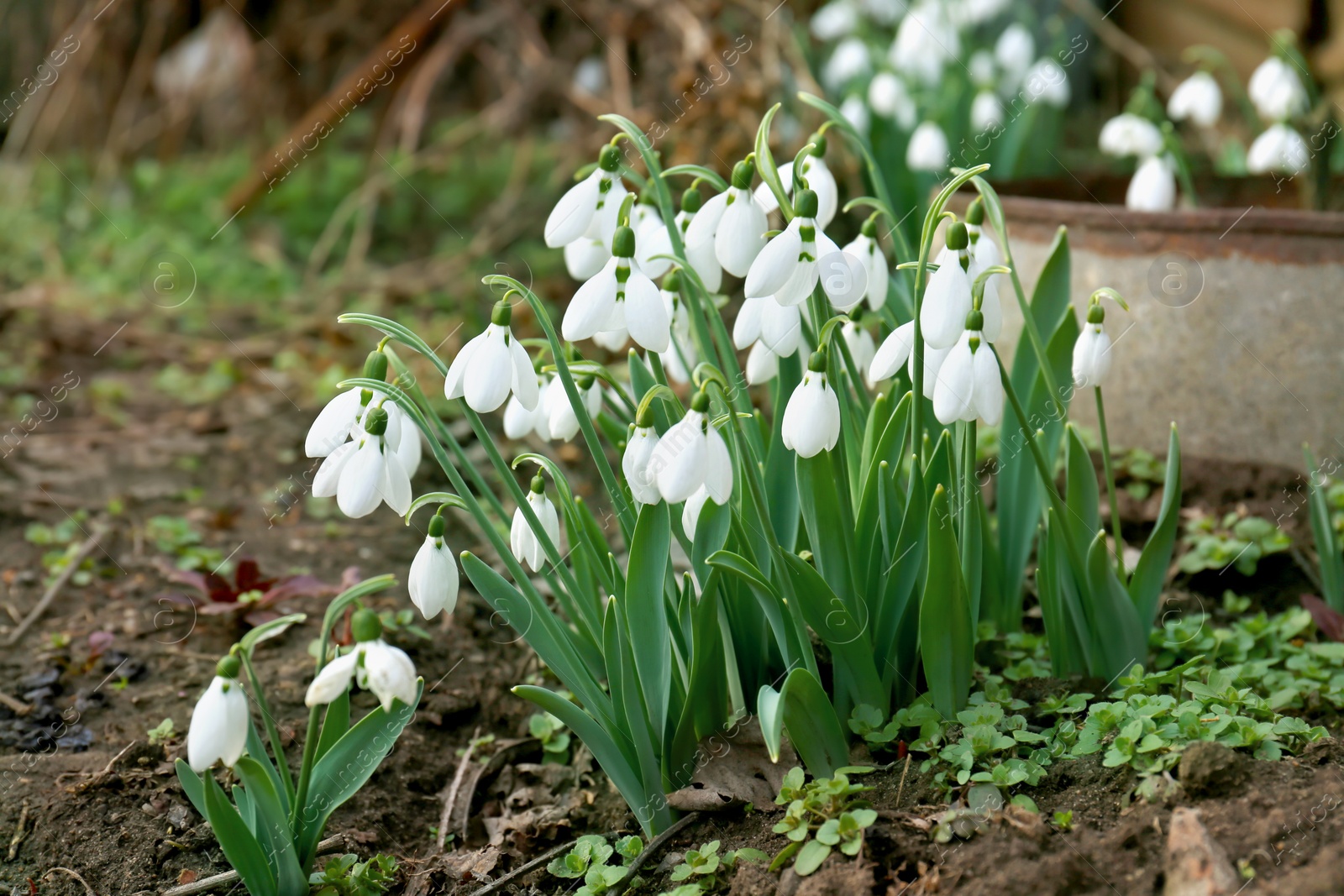 Photo of Beautiful white blooming snowdrops growing outdoors. Spring flowers