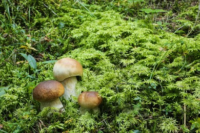 Wild mushrooms growing in forest on summer day