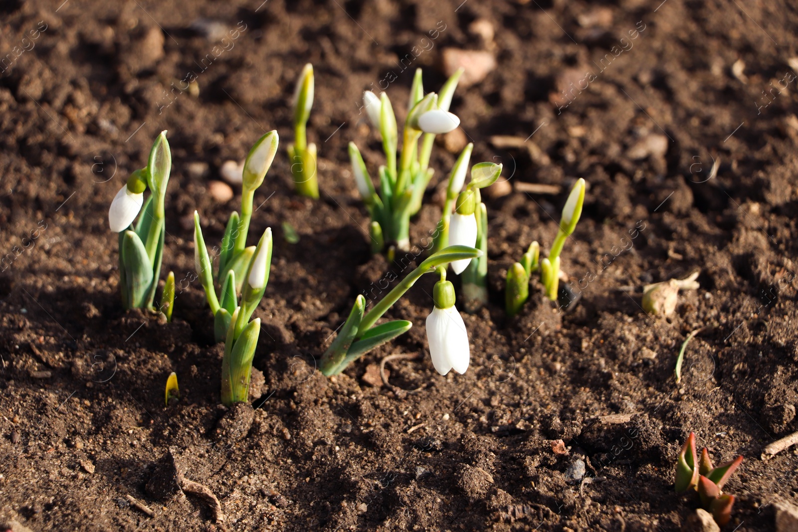 Photo of Beautiful snowdrops growing outdoors. Early spring flowers