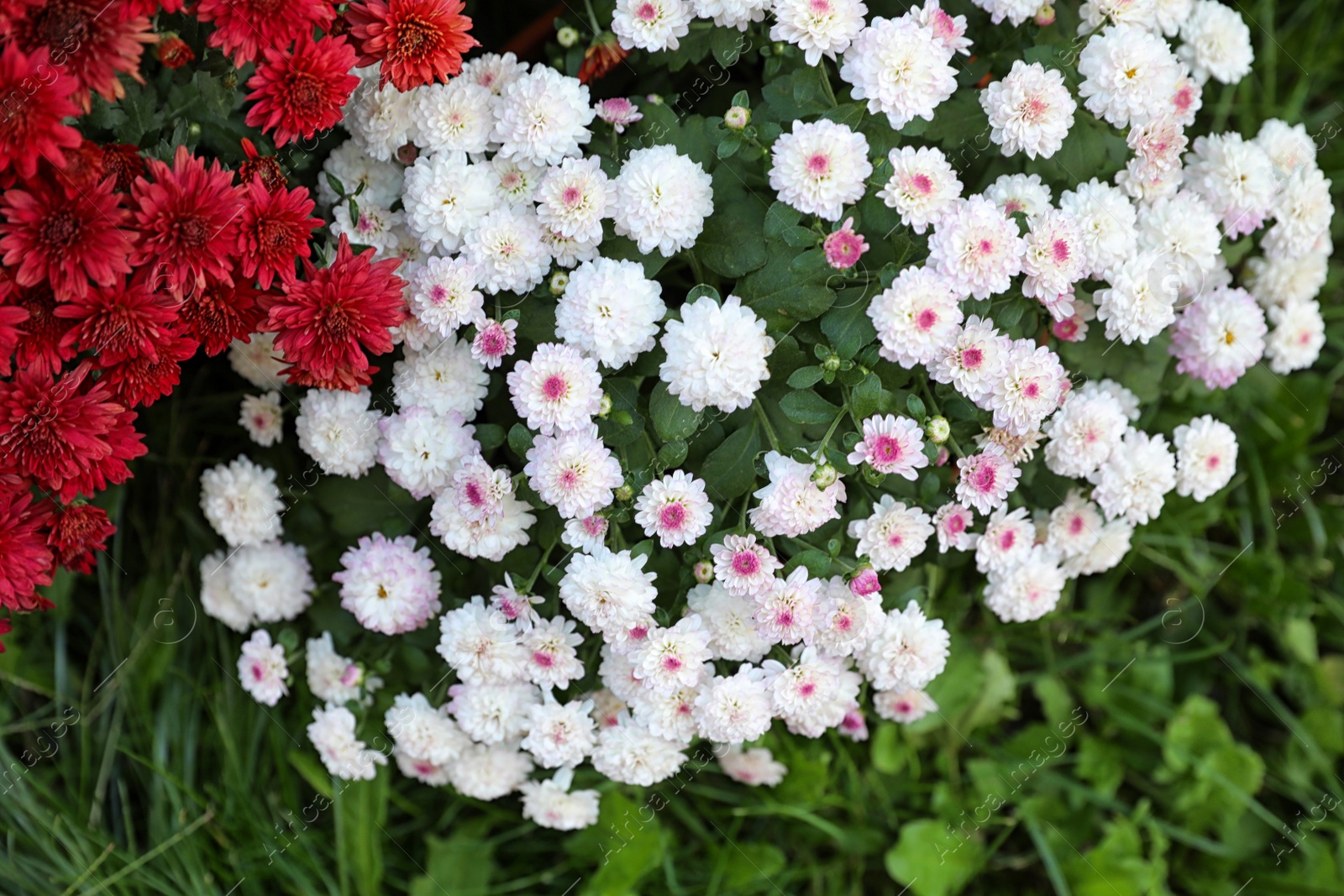 Photo of Beautiful blooming Chrysanthemum bushes outdoors. Autumn flowers