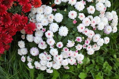 Beautiful blooming Chrysanthemum bushes outdoors. Autumn flowers