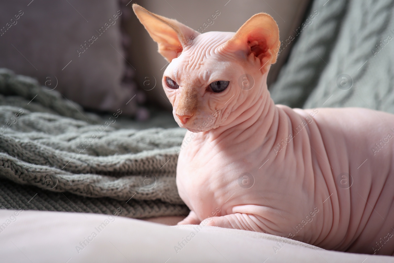Photo of Beautiful Sphynx cat on sofa at home, space for text. Lovely pet