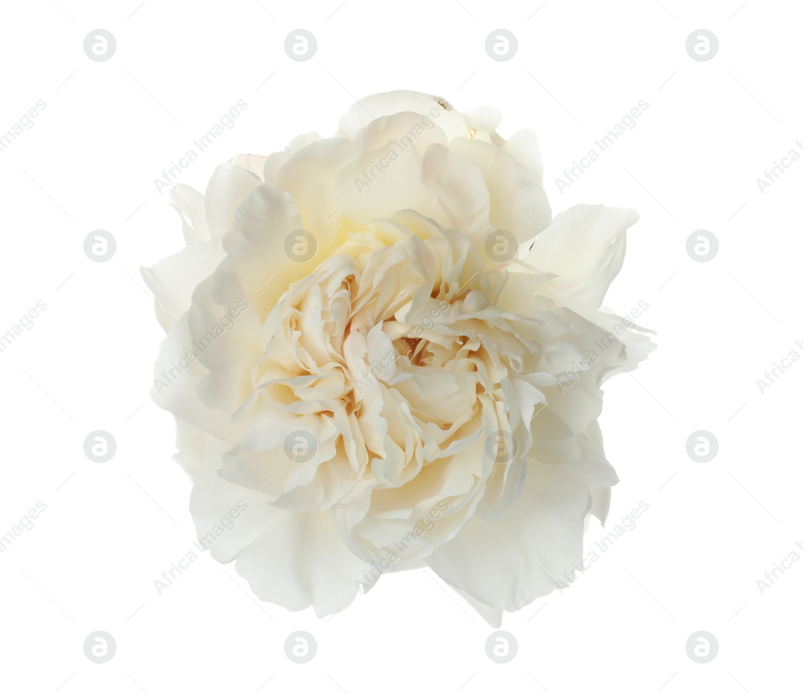 Photo of Beautiful fragrant peony flower isolated on white