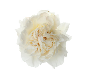 Photo of Beautiful fragrant peony flower isolated on white
