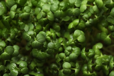 Sprouted arugula seeds as background, closeup view