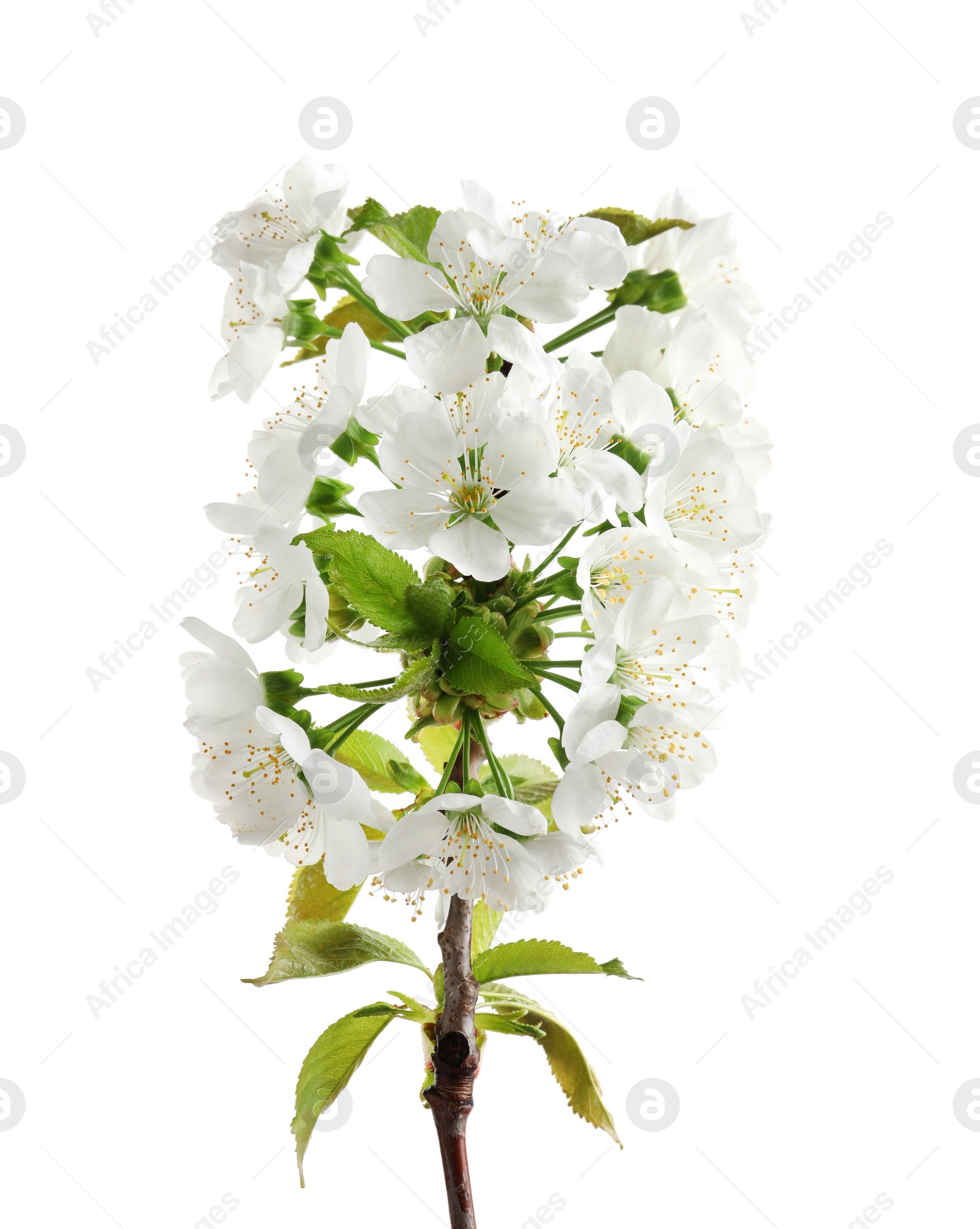 Photo of Beautiful blossoming branch on white background